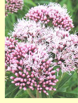 Посконник коноплевый (Eupatorium cannabinus) Посконник коноплевый (Eupatorium cannabinus)